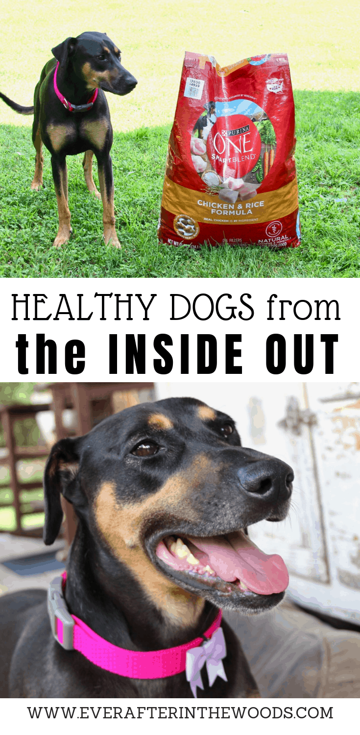 make healthy choices for your dogs