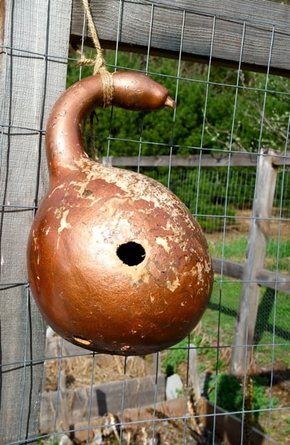 gourds to use for bird house