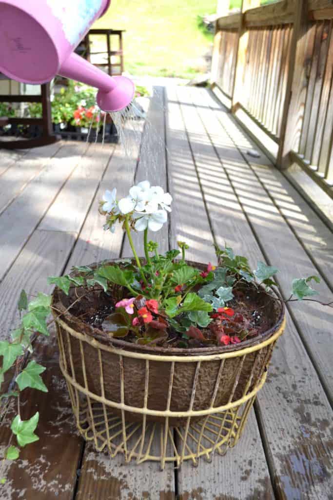 stok-coffee-iced-vintage-egg-basket-containergarden-summer