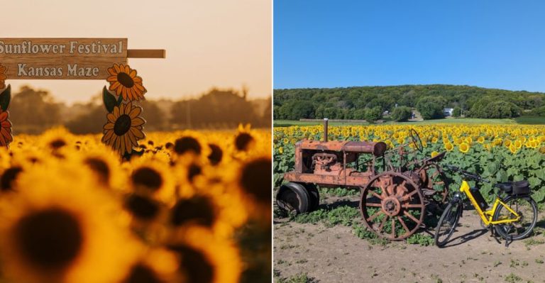 10 Beautiful Sunflower Fields In Kansas Worth The Drive