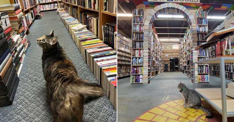 10 Bookstores Across Pennsylvania With Cozy Cats And Endless Books