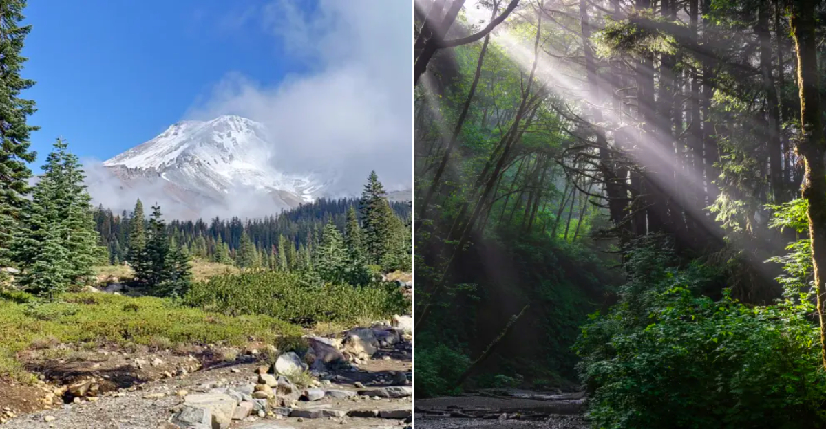 Spooky Forests in California That Are Perfect for a Halloween Hike