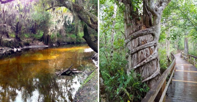 10 Fascinating Florida State Parks Most People Have Never Heard Of