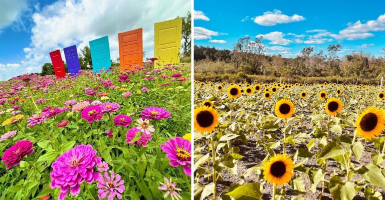 10 Florida Flower Farms You Can Visit This Spring