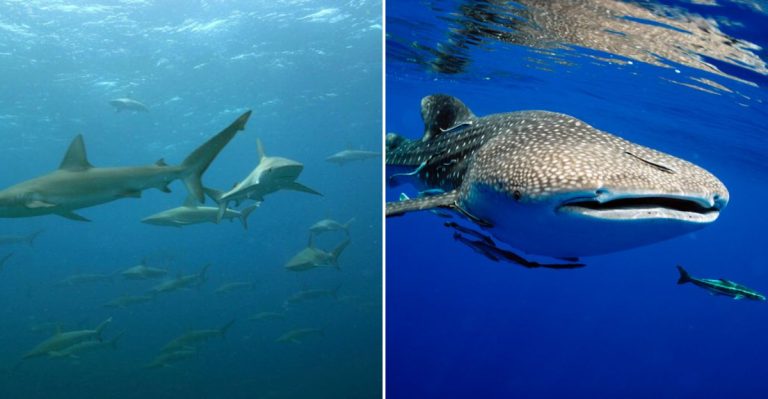 Florida Seafood You Can’t Legally Catch Or Sell