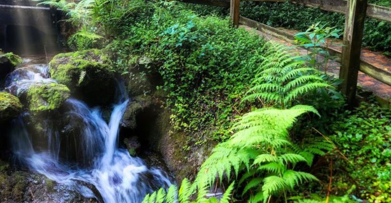10 Florida Waterfall & Spring Hikes Worth The Trip In 2026