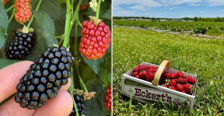 10 Illinois Berry Farms Where You Can Pick Your Own Summer Treats