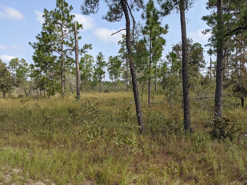 Roy E. Larsen Sandyland Sanctuary, Havana, Illinois