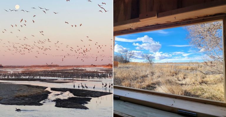 10 Nebraska Crane-Watching Spots Where Spring Turns The Platte River Into A Wildlife Spectacle