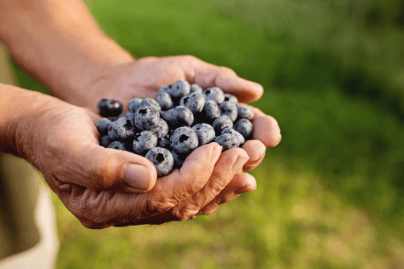 Blueberries: Tiny Berries, Mighty Benefits