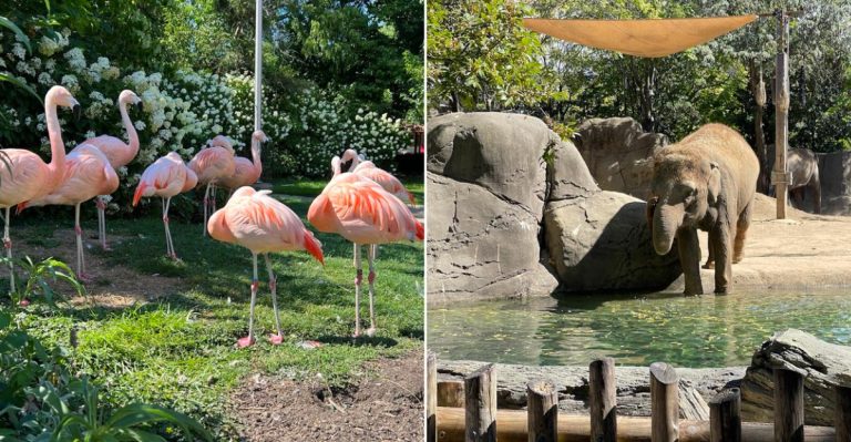 10 Ohio Zoo And Safari Park Day Trips That Make July Feel Wildly Fun