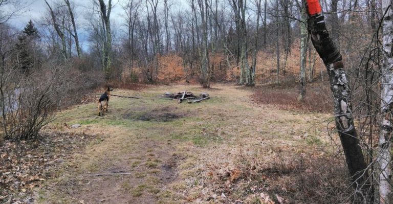 10 Pennsylvania Free Campsites Known For Their Unforgettable Views