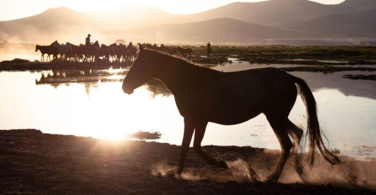 10 Places Across Arizona Where You Can Meet Wild Horses