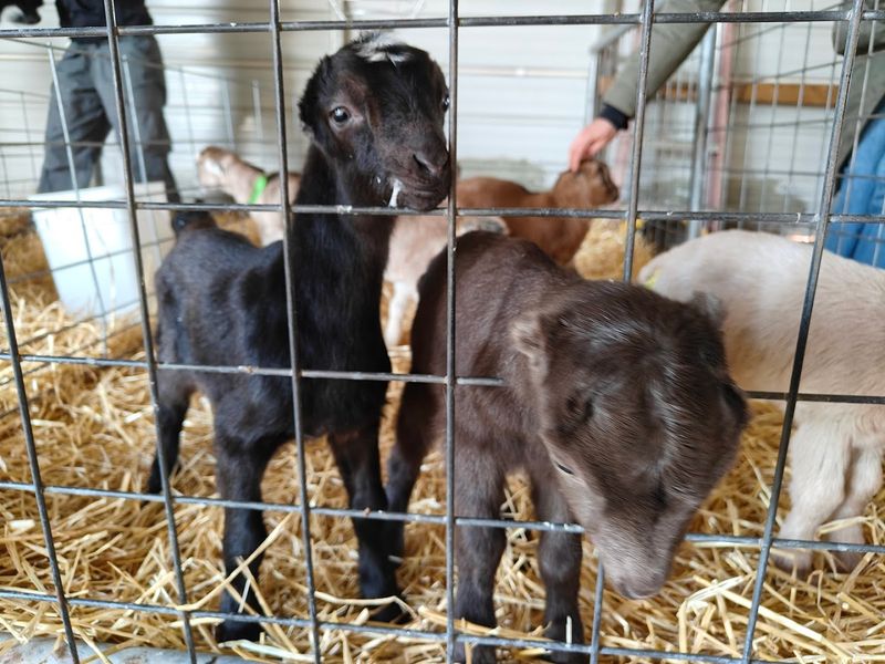 Prairie Fruits Farm & Creamery, Champaign