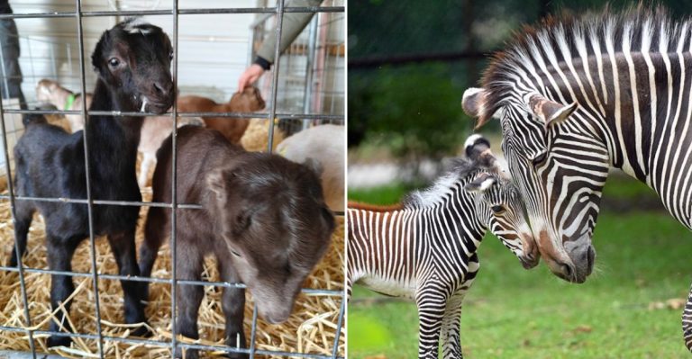 10 Places In Illinois To See Baby Animals Around Easter