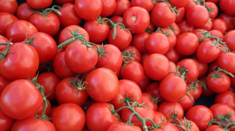 Dry-Farmed Early Girl Tomatoes