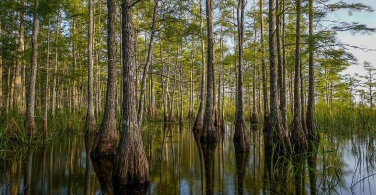 10 Undiscovered Spots In Florida’s Everglades You Need To Visit Now
