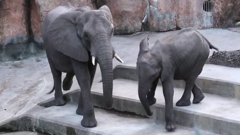 ZooTampa At Lowry Park, Tampa