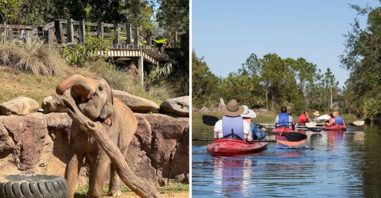 10 Unexpected Places In Florida Where You Can See Elephants Up Close