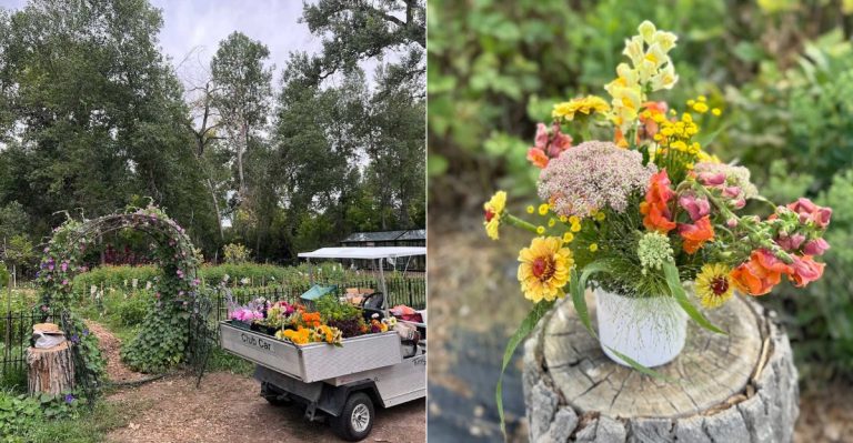 11 Blooming Flower Farms In Colorado Worth Touring This Spring