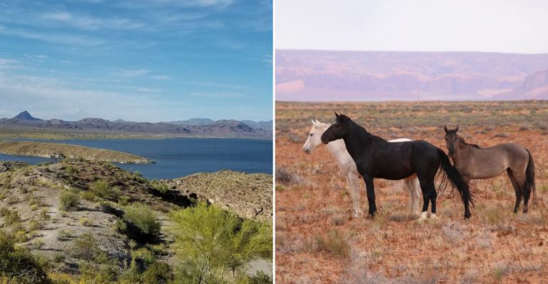 11 Campgrounds In Arizona Where You Can See Wildlife Every Single Morning