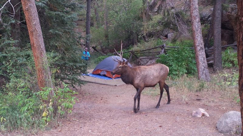 Aspenglen Campground – Rocky Mountain National Park, Estes Park