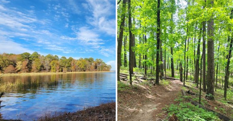 11 Dog-Friendly Lakesides Every Arkansas Pet Parent Needs To Know