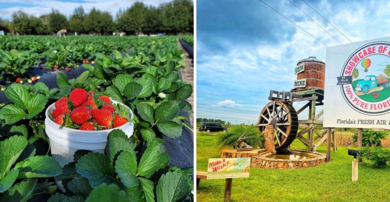 11 Florida Fruit Farm Bakeries That Make Summer Road Trips Sweeter