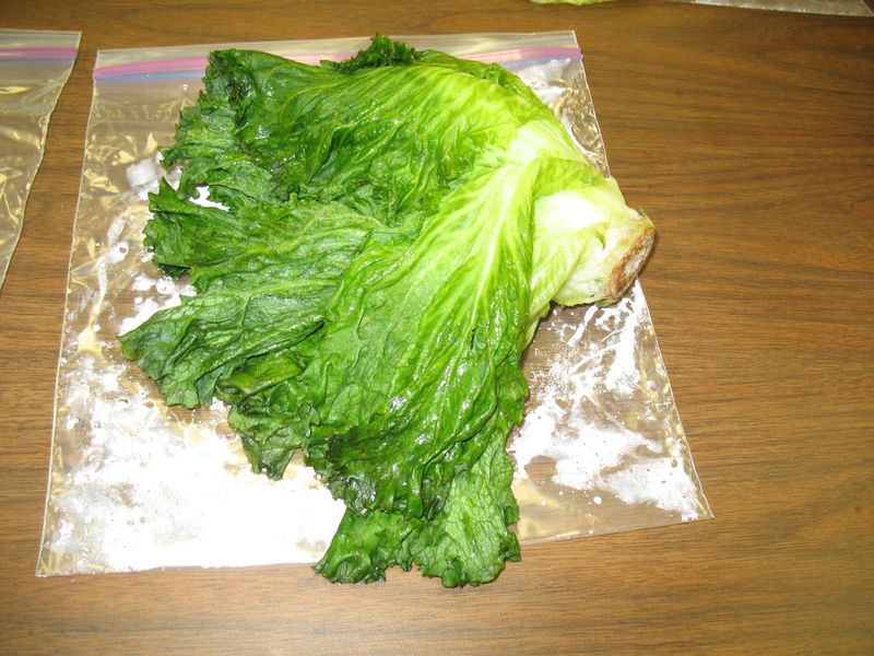 Crisp Lettuce Turns To Mush