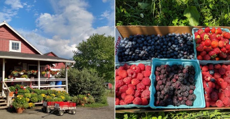11 New Jersey Blueberry Pie Stops That Make A Road Trip Taste Like August