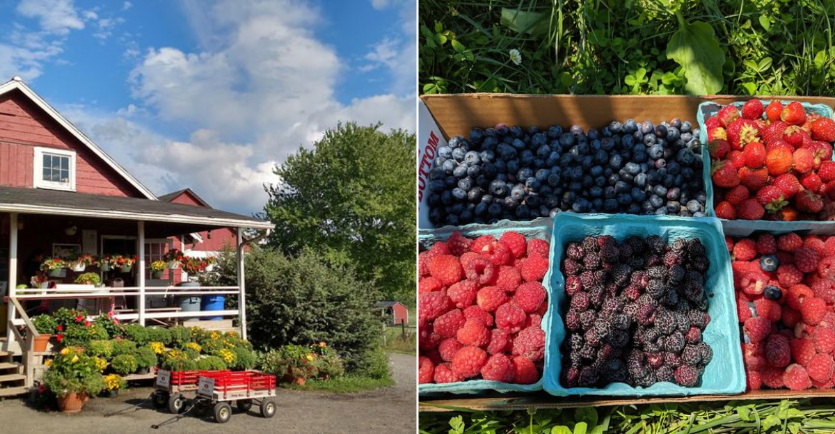 11 New Jersey Blueberry Pie Stops That Make A Road Trip Taste Like August