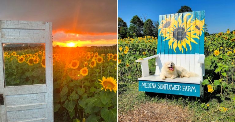 11 Ohio Sunflower Field Trips That Make August Really Easy To Love