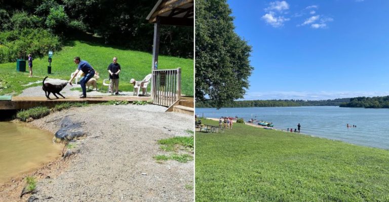11 Pennsylvania Dog-Friendly Beaches Every Pet Parent Needs On Their List