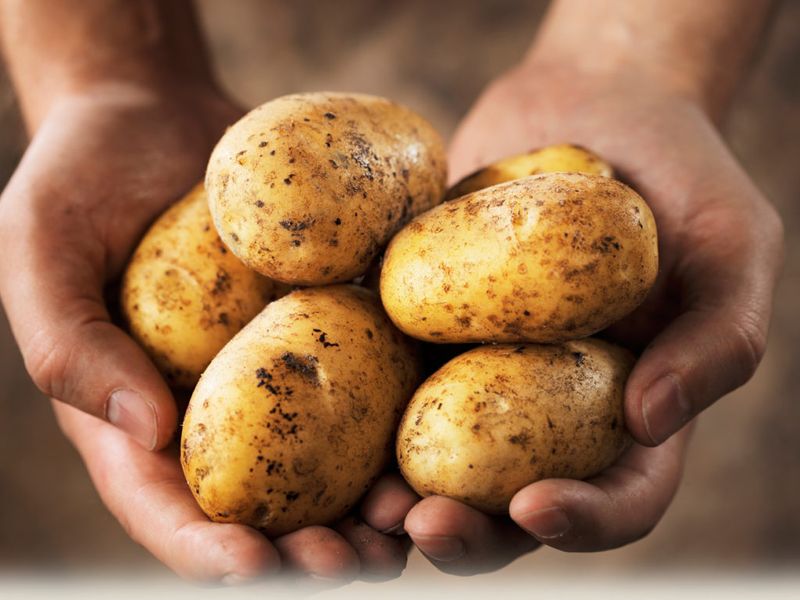Potatoes: America's Favorite Veggie Has A Dirty Secret