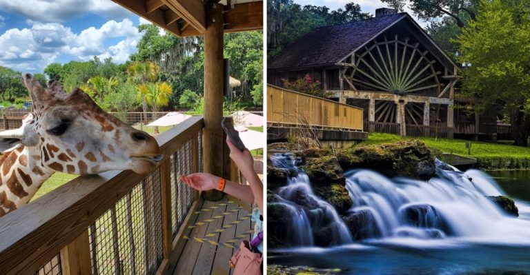 12 Affordable Florida Family Adventures That Will Not Break The Bank In 2026