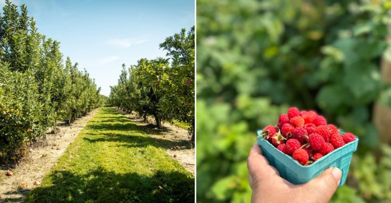 12 Best Farm Visits in Illinois Where You Can Pick Your Own Produce in 2026