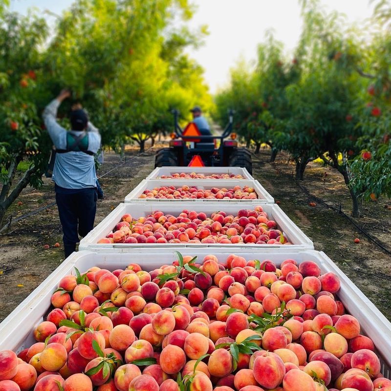 Georgia Peach Festival (Fort Valley & Byron)