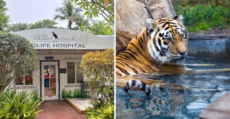 12 Florida Wildlife Rescues Where You Can Meet Animals Up Close