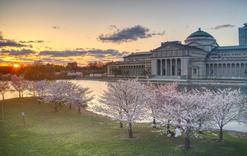Jackson Park Cherry Blossoms And The Garden Of The Phoenix