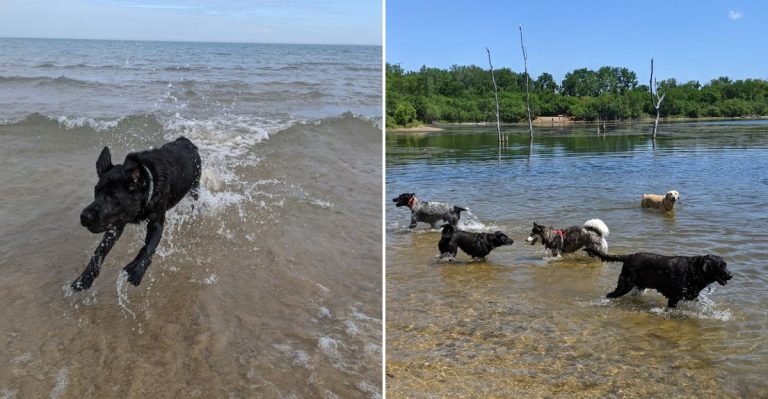 12 Illinois Dog-Friendly Beaches Every Pet Parent Needs On Their List