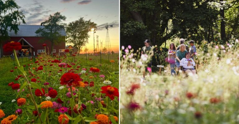 12 Illinois Flower Farms That Look Spectacular In Full Summer Bloom