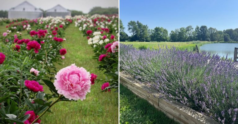 12 Illinois Flower Farms You Can Visit This Spring