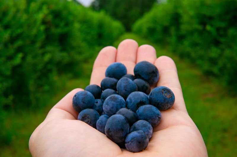 Wild Blueberries