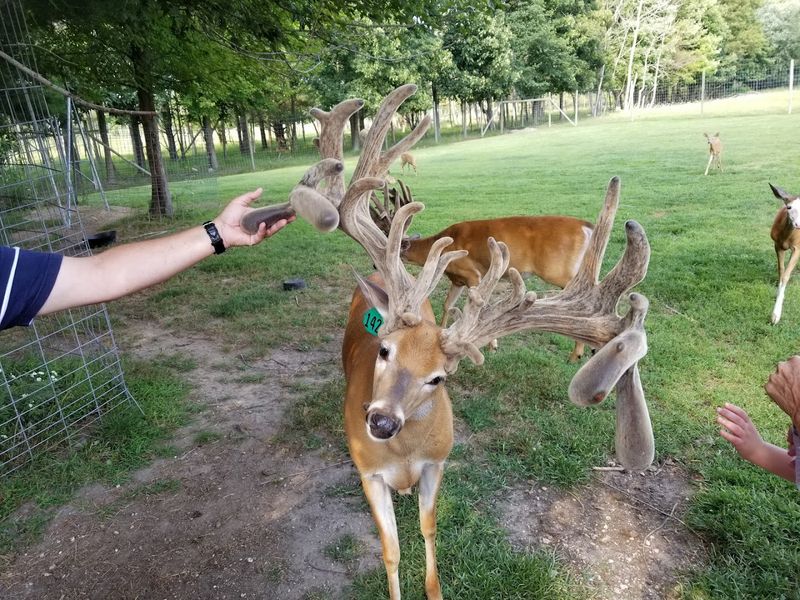 Deer Tracks Junction, Cedar Springs