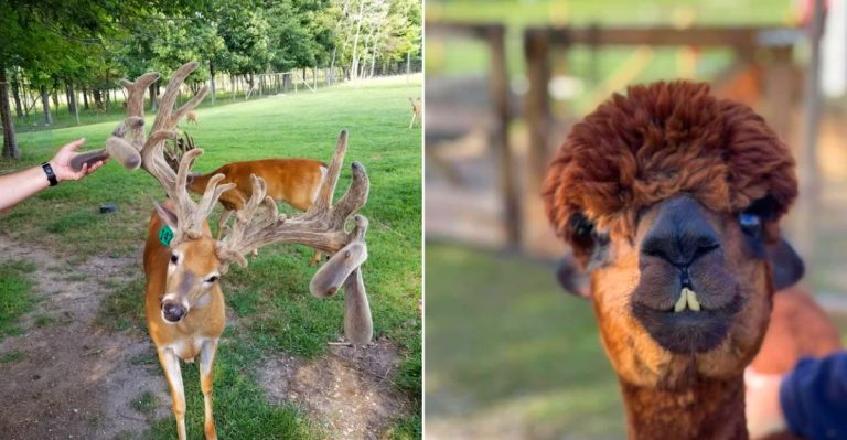 Best Farm Attractions in Michigan