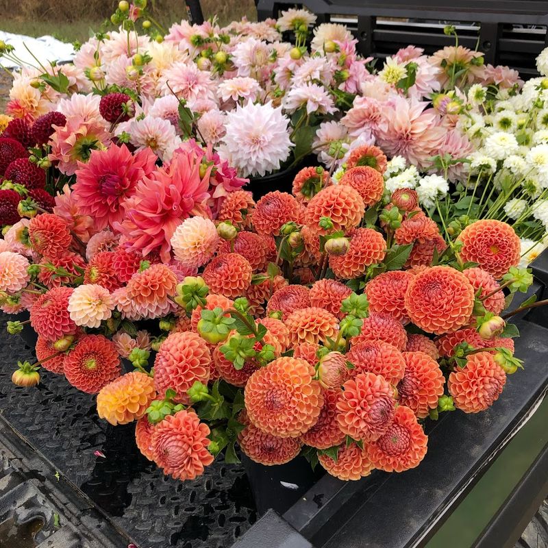 Reitz Flower Farm, Baroda