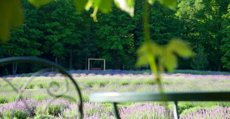 The most beautiful flower farms in Michigan