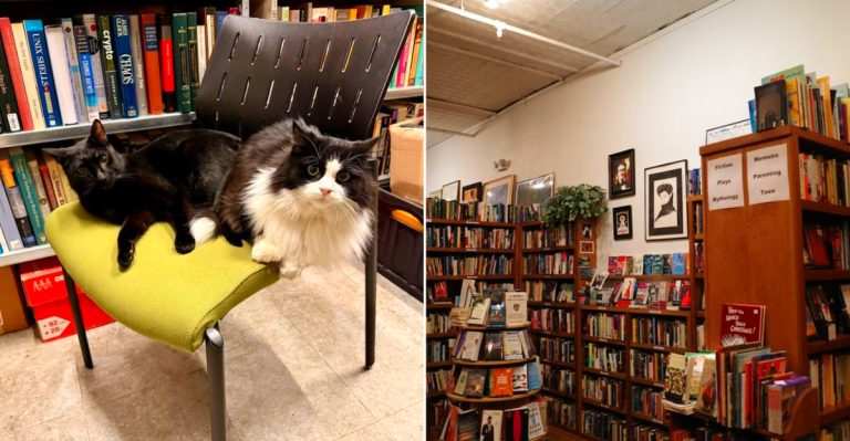 Michigan's best secondhand bookstores
