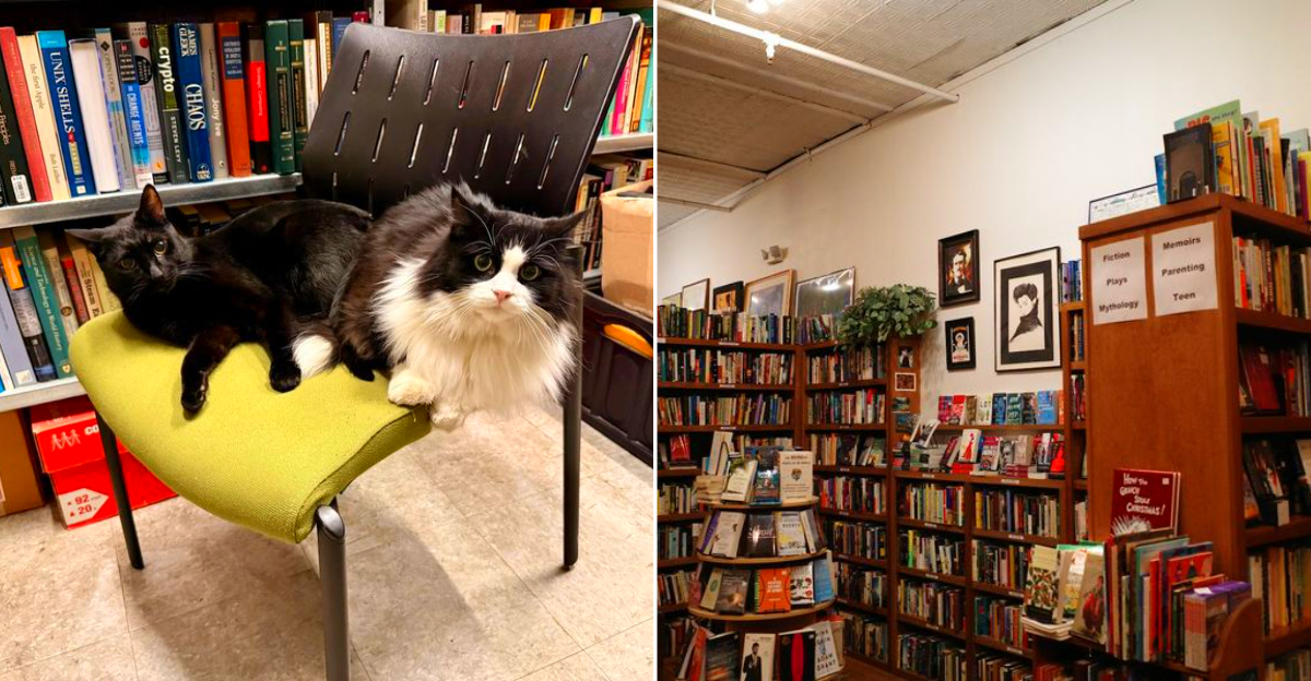 Michigan's best secondhand bookstores