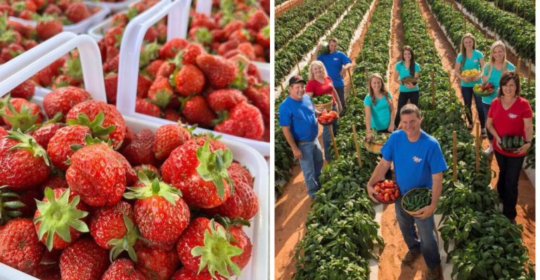 12 North Carolina Farmers Who Sell Produce So Fresh, Locals Skip The Grocery Store